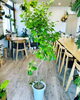 「観葉植物入荷しました」
