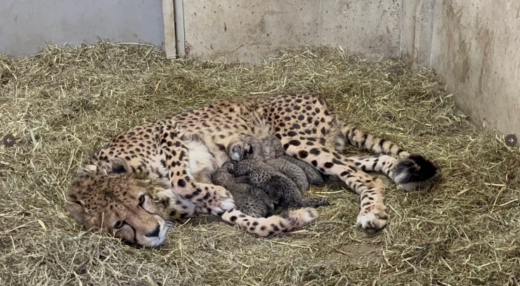 出産時のクラリスと子供達「ブログ『チーターの繁殖✨』」