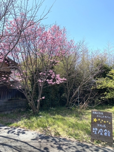 「綺麗な桜が咲いてます【南区米津・腸活料理・イベントカフェ・古民家カフェ・セミナー会場】」