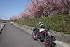 桜とバイク「もう桜が咲いていますね！」