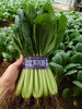 江戸川区の小松菜「お助けレシピ🥬小松菜ふりかけ🥬【江戸川区産小松菜を食べよう】」