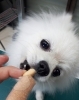待て が出来ない犬 どんなタイプ Happytailしつけ相談新潟ペットホテル Happy Tail ハッピーテイル のニュース まいぷれ 新潟市