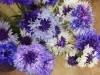矢車草ファンタスティックブルー「キレイなブルーのグラデーション。。。矢車草 ファンタスティックブルーは 今の時期だけ！」