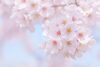 行方市で満開の桜が見られるのはいつ頃でしょうか。「【住宅見学会・行方市】  スタイリッシュなかっこよさと フレキシブルな間取りを兼ね備えた平屋」