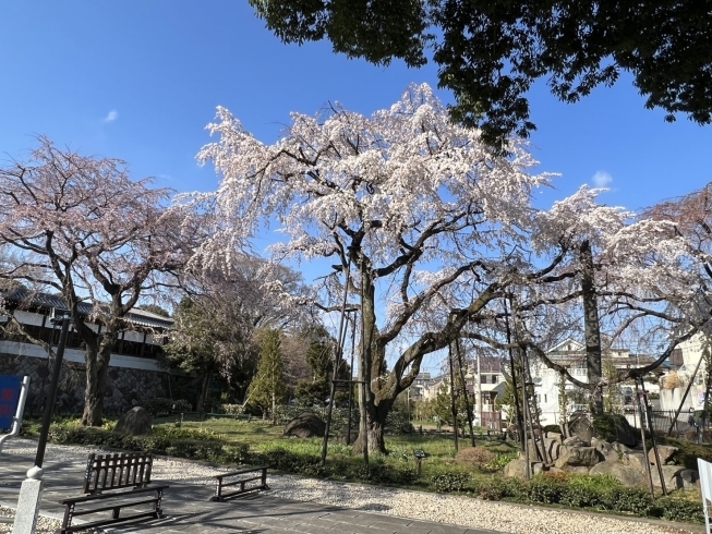 満開の桜は、まだ１本「満開間近！府中市の東郷寺のしだれ桜(枝垂れ桜)の開花状況、見頃の情報　第3報」