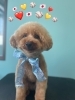「お友達♡ Dog salon mofu mofu 余市町」