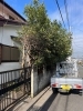 伐採前「庭木の伐採。横浜市磯子区、金沢区、植木、造園のご相談は庭一。」