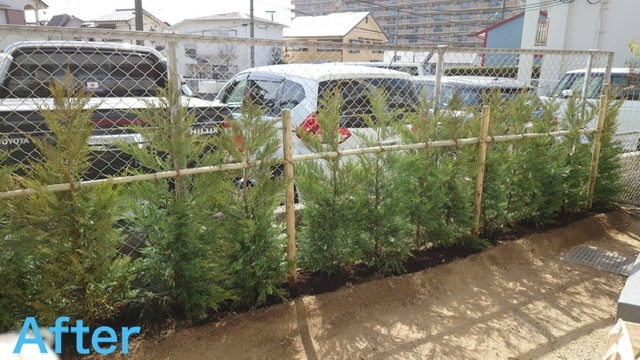 【作業後】レイランディの生垣「【植栽工事】川西市でレイランディの生垣を作りました！」