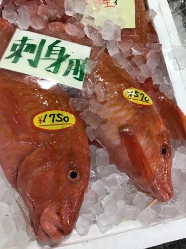 「魚魚市場鮮魚コーナーおすすめは「レンコ鯛・青さ」です♪」