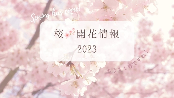 「【2023桜開花情報】磯子区・金沢区の桜の開花情報を募集しています～まいぷれ編集部～」