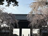 しだれ桜と山門　まだまだ咲きます「最新！速報！府中市東郷寺のしだれ桜(枝垂れ桜)の開花状況、見頃情報、駐車場情報　第4報」
