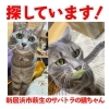「迷い猫を探しています【新居浜市萩生】」