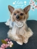「お友達♡ Dog salon mofu mofu 余市町」