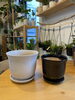 「植木鉢入荷しました」
