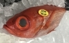 「魚魚市場鮮魚コーナーおすすめは「北海道産ホタテ」です♪」