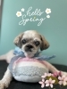 「お友達♡ Dog salon mofu mofu 余市町」