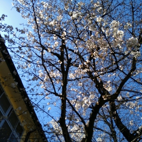 ソメイヨシノ「♡ソメイヨシノ咲く♡　★英会話と体操のコラボ教室（堀切、お花茶屋、綾瀬、亀有、小菅）」