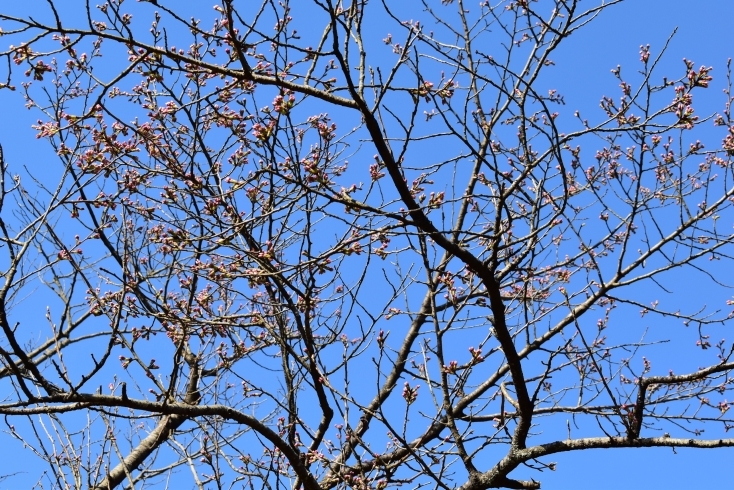 「記念館の八重桜は 例年4月中旬から下旬に見頃を迎えます」