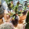 ラクテア綴化「暖かくなってきたので植物を育てよう！802PLANTS SHOP　八王子 お部屋のインテリアに　インテリアグリーン　さぼてん　アガベ　塊根　おしゃれな植物　そろってます　鉢　もあります。　珍奇植物　」