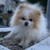 小6英語クラス　英語クラス　 　生徒募集！