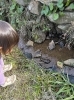 アマガエル「ながさきで心呼吸の旅キャンペーン延長！！」