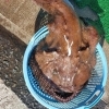 アンコウの柳焼き