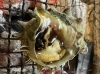 サザエの壺焼き「さざえの壺焼き」