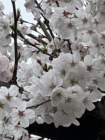 多摩川通り　郷土の森公園野球場の北側の桜「東京都府中市の桜スポットのお花見、開花、満開の情報　2023年3月」