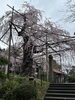 「枝垂れ桜見応えありました」