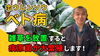 「【芋が枯れた！】サツマイモ栽培で大失態の出来事が・・・。タネのハシモト」