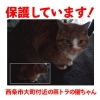 「迷い猫を保護しています【西条市大町付近】」
