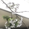 八千代市は桜が満開です！【八千代緑が丘駅徒歩2分　24時間利用可能なコワーキングスペース＆レンタルオフィス】