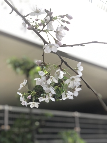 「八千代市は桜が満開です！【八千代緑が丘駅徒歩2分　24時間利用可能なコワーキングスペース＆レンタルオフィス】」