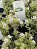 「カーペットかすみ草の斑入り！岡山市北区ガーデンはなぞの」