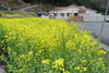 先日は中央あたりが緑でしたが全面黄色になりました。「菜の花がほぼ満開になりました。」