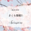 桜情報が届きました！！