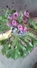 「大きな葉っぱの花束」
