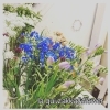 生花販売3/23〜3/25【お花と雑貨のお店、船橋市】