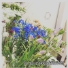 生花販売3/23〜3/25【お花と雑貨のお店、船橋市】