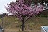 「2023春　桜情報」