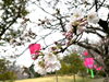 「新見市開花宣言！！」