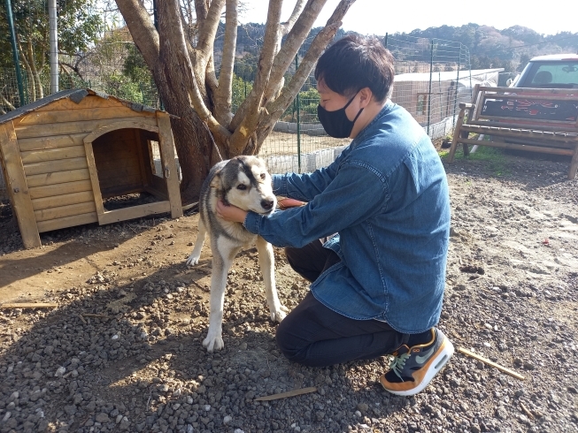 犬と触れ合いながら、グランピング「犬と一緒に宿泊OK！！　千葉県富津市でグランピングなら和心村【ペット同伴可】」