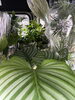「観葉植物の仕入れ日です」