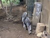 「東京ではここでしか見られない！絶滅危惧種オオアリクイ◆赤ちゃんお披露目◆行船公園自然動物園」