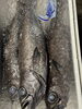 黒ムツ→千葉県　房州「3月24日　朝4時！船橋市場で魚介の仕入れです(^^)」
