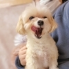 GWホテルのご予約はお早めに★新潟市ペットホテル♪★HappyTail