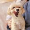 GWホテルのご予約はお早めに★新潟市ペットホテル♪★HappyTail