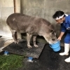 アメリカバクの体重測定