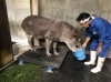 体重測定中のユメ「アメリカバクの体重測定」