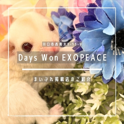 「Days Won EXOPEACE【まいぷれ掲載店のご紹介】」